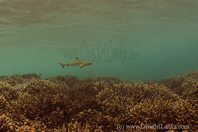 Black Tip Reef Sharks Pigeon Island